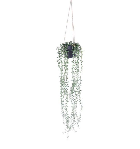 Potted Hanging String of Beads 78cm