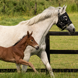 Equilume Curragh Light Mask