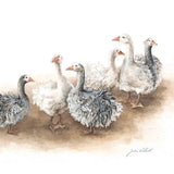 ‘Afternoon Gaggle’ Sebastapol Geese - Greeting Card
