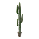 DESERT CACTUS 1.56M (***Pick Up Only***)