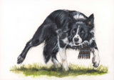 The Shepherd (Greeting Card) | Border Collie Card