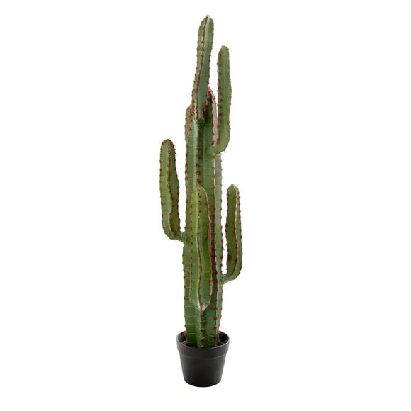 DESERT CACTUS XL 1.15M (***Pick Up Only***)