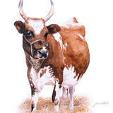 Ayrshire Cow - Greeting Card