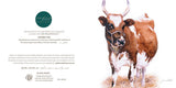 Ayrshire Cow - Greeting Card
