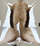 Springbok Hide